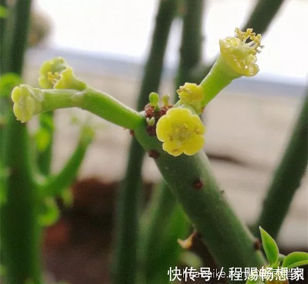 养花6种“丑八怪”,放在家里能镇宅,养的越久越气派