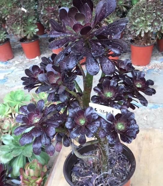 “大法师”容易掉叶、不生长，教你“3招秘诀”，再也不担心了