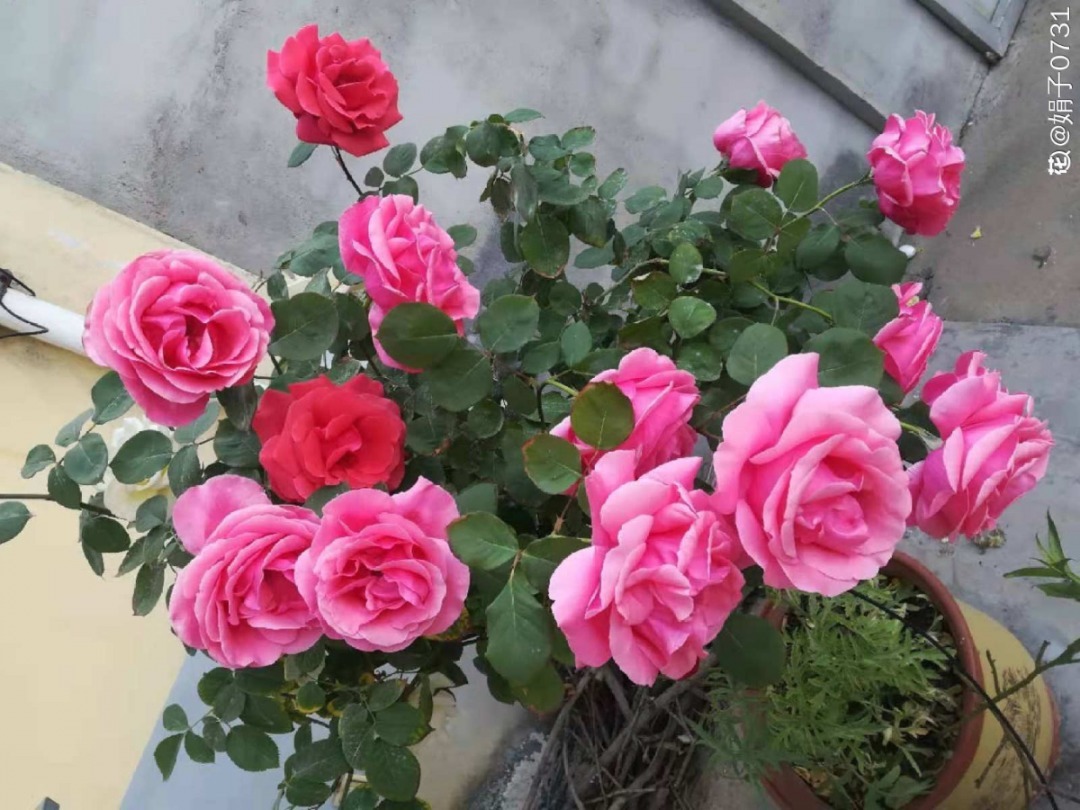 营养液|马上进入花期的花，10天一次肥，下个月就开花