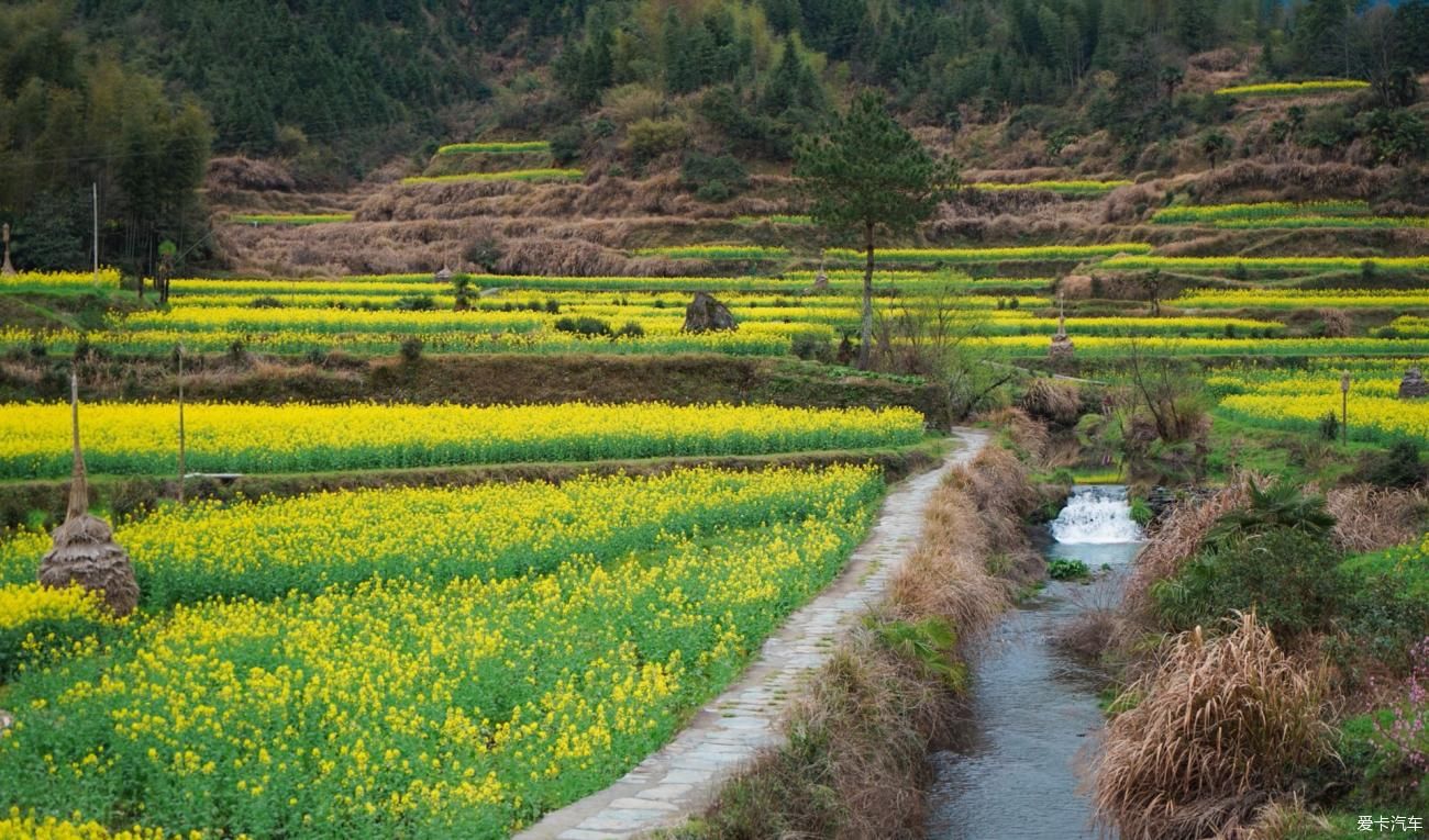 我又来婺源欣赏油菜花了