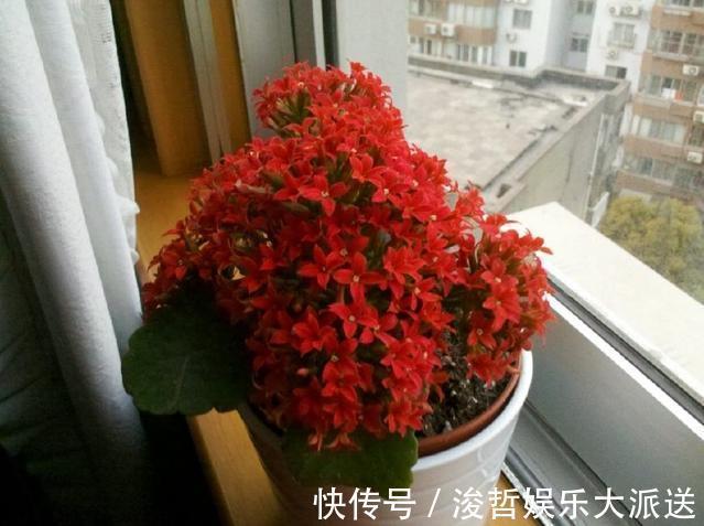 风里雨|给长寿花浇一点“它”，花苞满枝头，枝叶不发软，很是好看