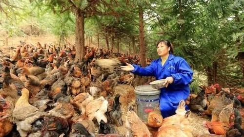 炖鸡汤|遭人疯抢的农村土鸡,为什么现在没人要了?其实原因很现实