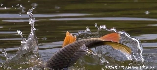 水面|大量鱼泡冒出水面,就是无鱼吃钩!稍作改变大鱼乖乖上岸