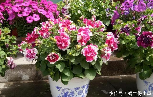 超简单的矮牵牛花暴盆方法,新手也能轻松暴盆