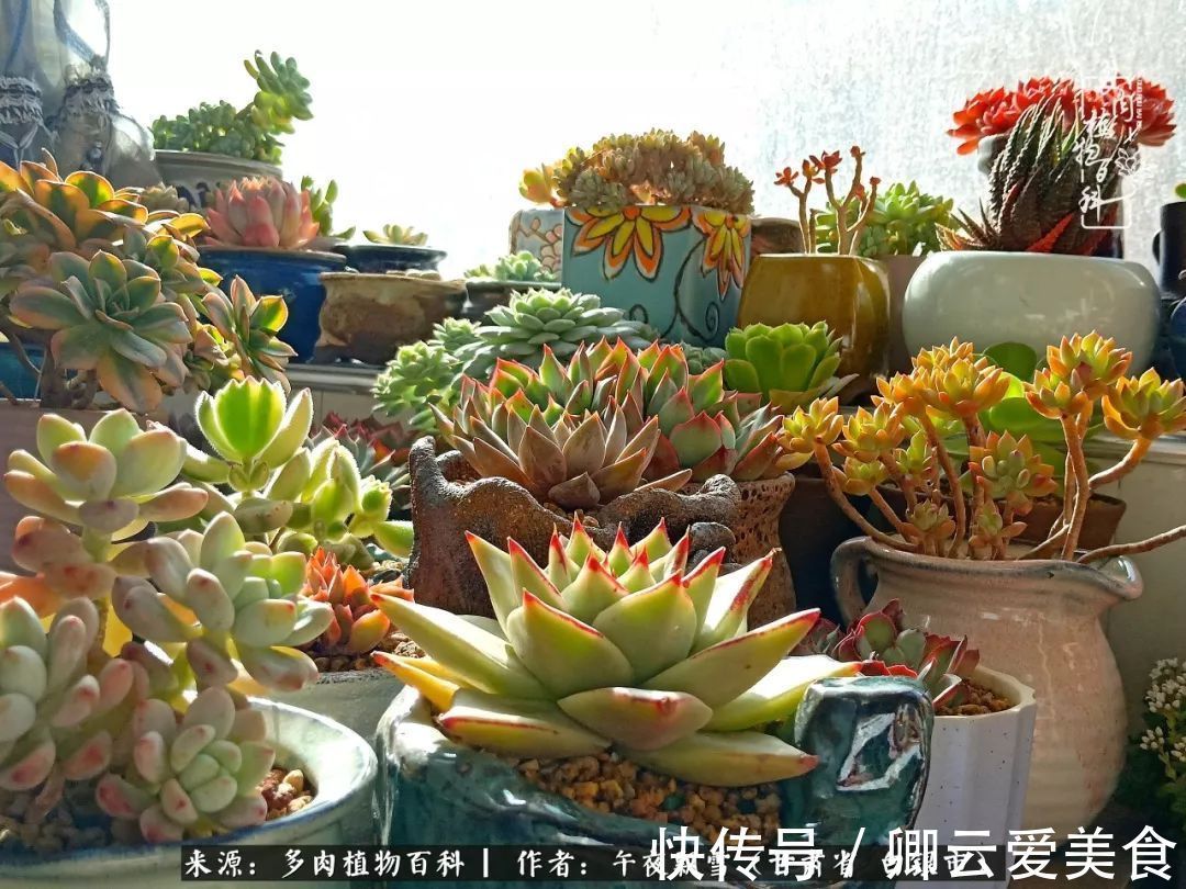 久在晴冬等雪来——北方阳台党的多肉成长历程!