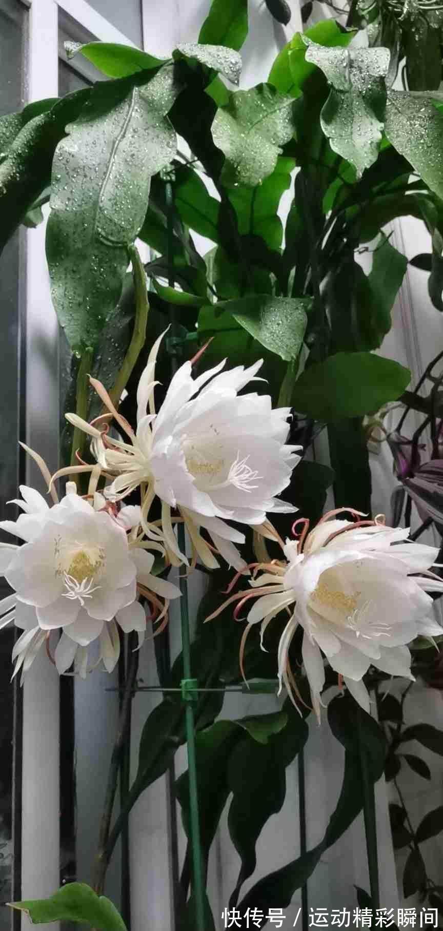 越漂亮的花越神秘,这10种花,都有一个美丽的传说