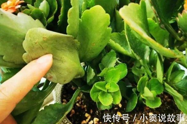 金枝玉叶不能长太高,越矮越值钱,一长高就砍!