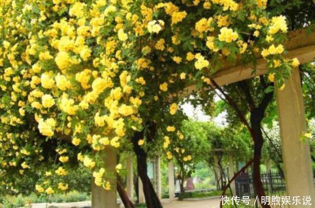 院子再小,也要养棵它,2年长一片,开花特别美,左邻右舍都说香