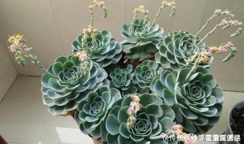 老桩|景天科多肉价格亲民易培育成老桩盆景3点做到位还能变色