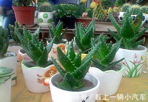 4种花是懒人之花，怎样养都没事，1个月不浇水，还爆盆了