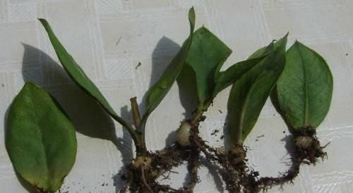 漂亮的花用剪碎的叶片,都能插活一大盆,谁说扦插难