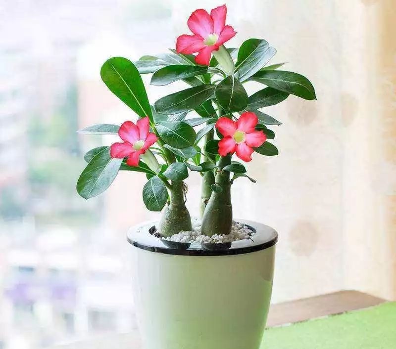 5种花要“穷养”,小花盆,少浇水,越长越精神!