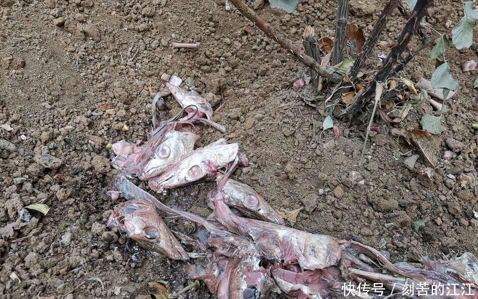 吴大爷养“月季”,三月喂点“零食”,花朵嗖嗖冒,1年开不停