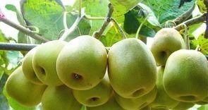 米荞|一旦查出糖尿病先别慌,6种食物坚持每天吃,轻松“制服”高血糖