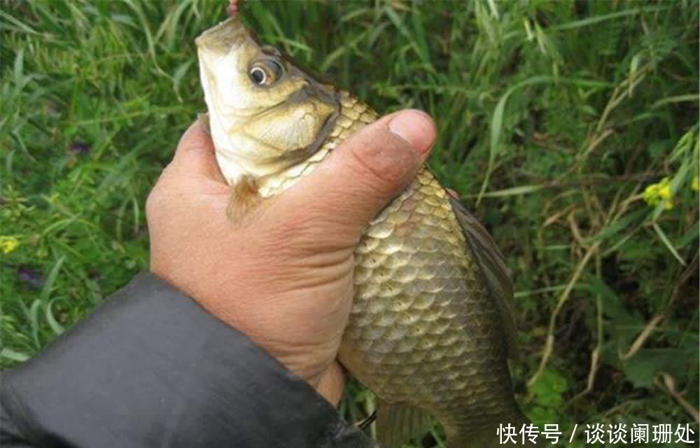 钓鱼技巧:钓鱼要不要放口?把窝中鱼钓光,还是养一养?你怎么看