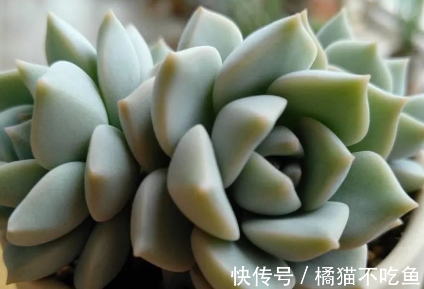 美美的大普货白牡丹虽容易相处,但使起性子来也格外刚烈