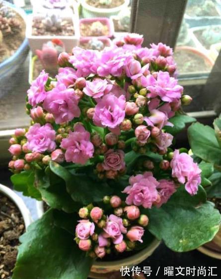 花芽|11月后养长寿花,2种花肥不能再用了,不然今年不开花,白养了