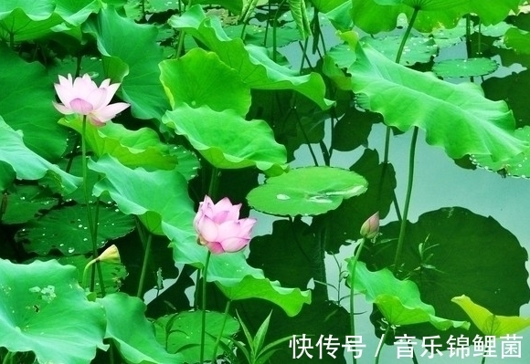 财旺运|到7月中旬，紫气东来，4属相桃花朵朵，事业兴旺，一路顺风顺水