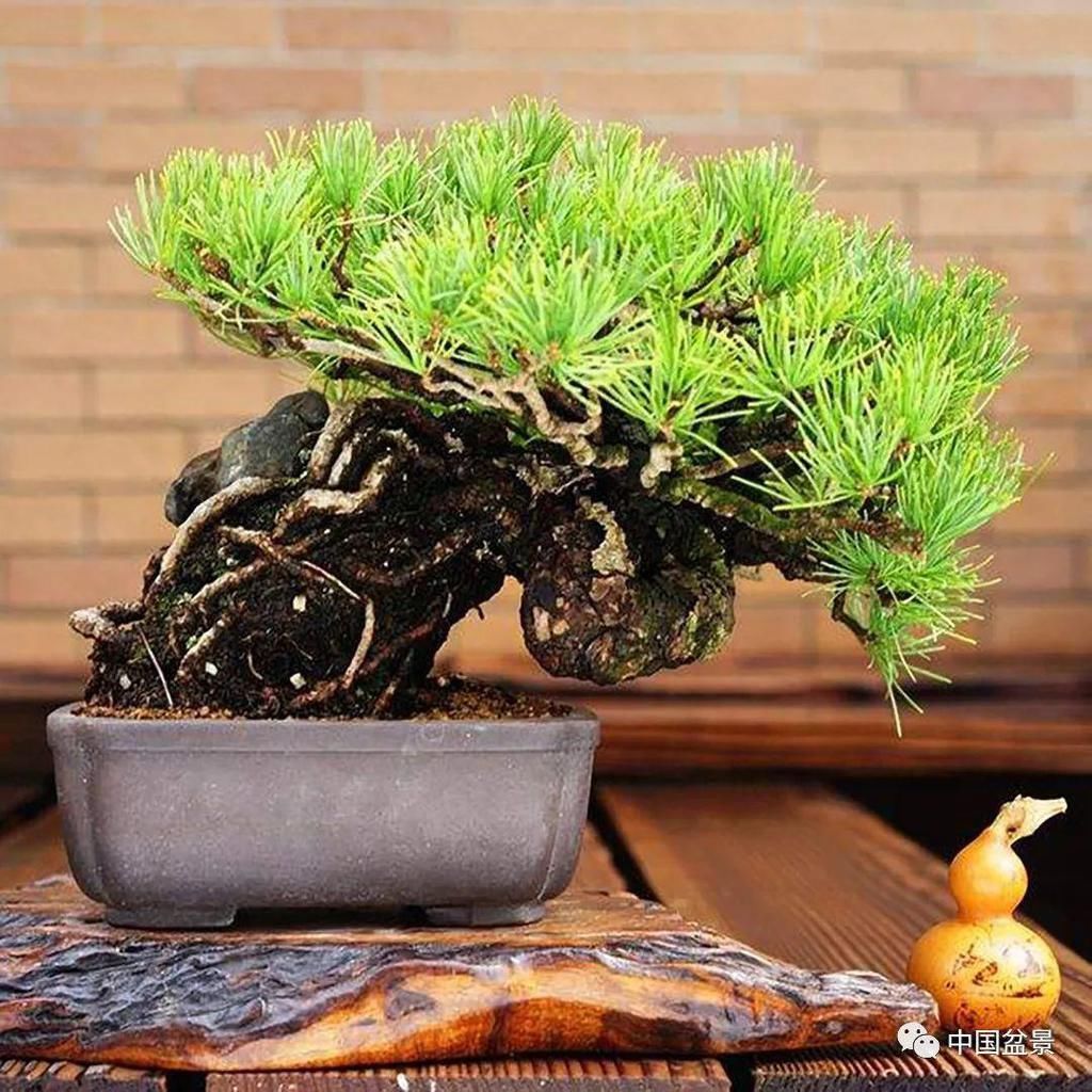 极品附石山松盆景,见过的人都忍不住竖起大拇指!