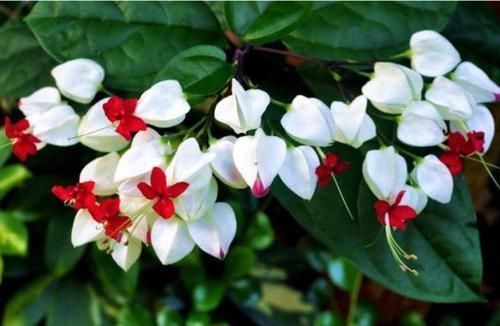 家里养上4种花，10元两盆，盆盆开成大花球，吉祥又如意！