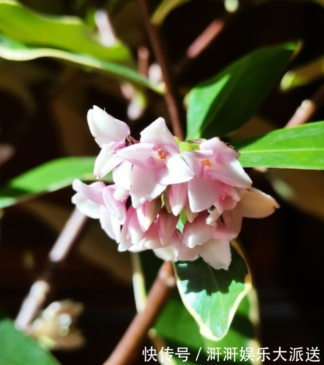 香味|喜欢养芳香花卉的人,客厅只养一盆“夺香花”,好闻又大气