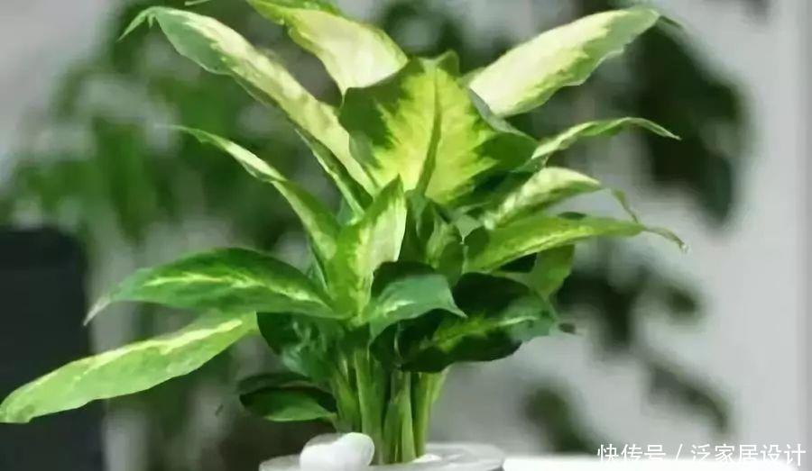 家庭养花,冬天不得不提的7个细节