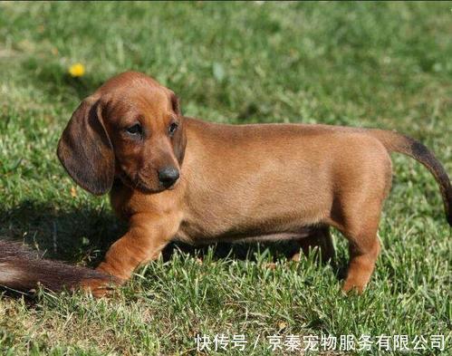 你知道小短腿的狗狗都有哪些品种吗 快资讯 你知道小短腿的狗狗都有哪些品种吗 快资讯