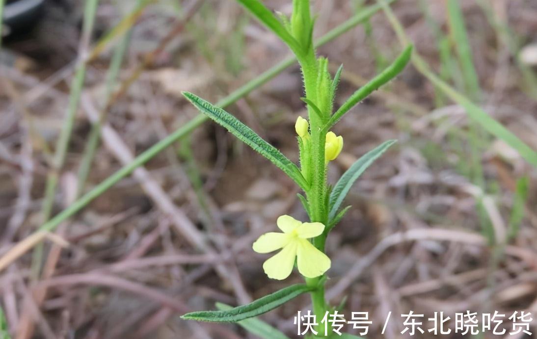 野生|5种不起眼的植物，常被挖来卖钱，有的价值上万一斤，要懂得识别