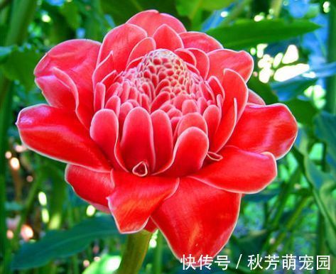 茶花|冬天就养此款植物,好养易打理,花色柔美,花朵烂漫迷人,美爆了