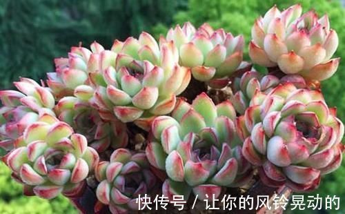 养分|养多肉植物，给它浇2种水，不施肥也能越长越胖！