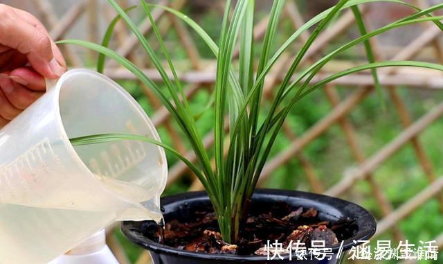 兰花一年只用2种肥,选对时机用,蹭蹭冒新芽,呼呼长花苞