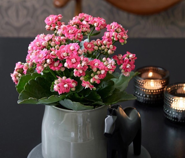 长寿花不长苞，改正这“3点”，开花次次爆盆，变成“大花球”