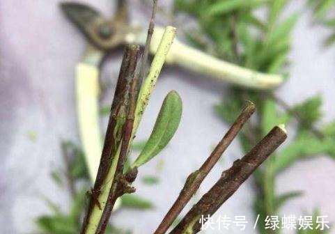 花苞|长寿花“偷懒”不开花一个小诀窍,花苞200个,花开“压弯枝