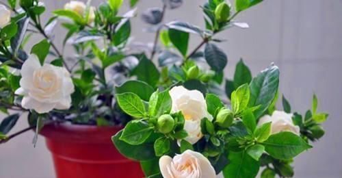 石榴花|“7种花”适合养家里，一年四季都能养，开花迷人，一盆养好多年