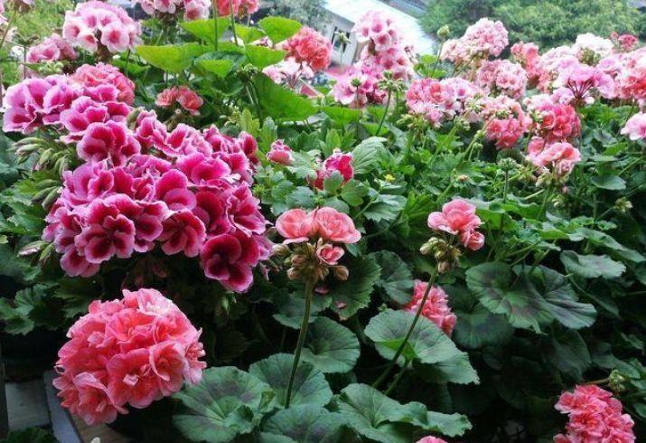 4种花很漂亮，好养易活能爆盆，花开美观又大气