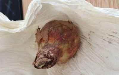 养护|朱顶红“傻长叶子”不开花一包一冻,温差大,花苞嗖嗖冒出来