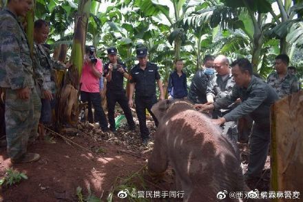 警方|小象被警方救助还喝了两大壶羊奶