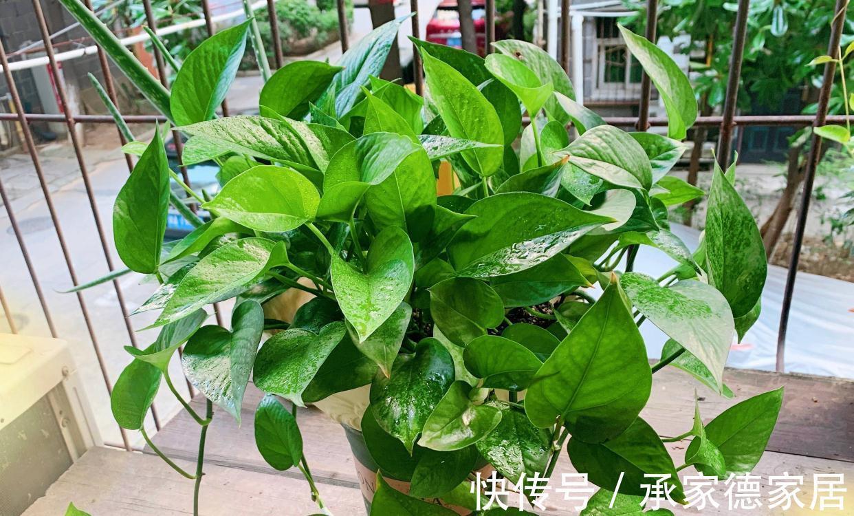 肥料|养绿萝，要注意的一个细节，新叶新枝更多，爬藤一大片