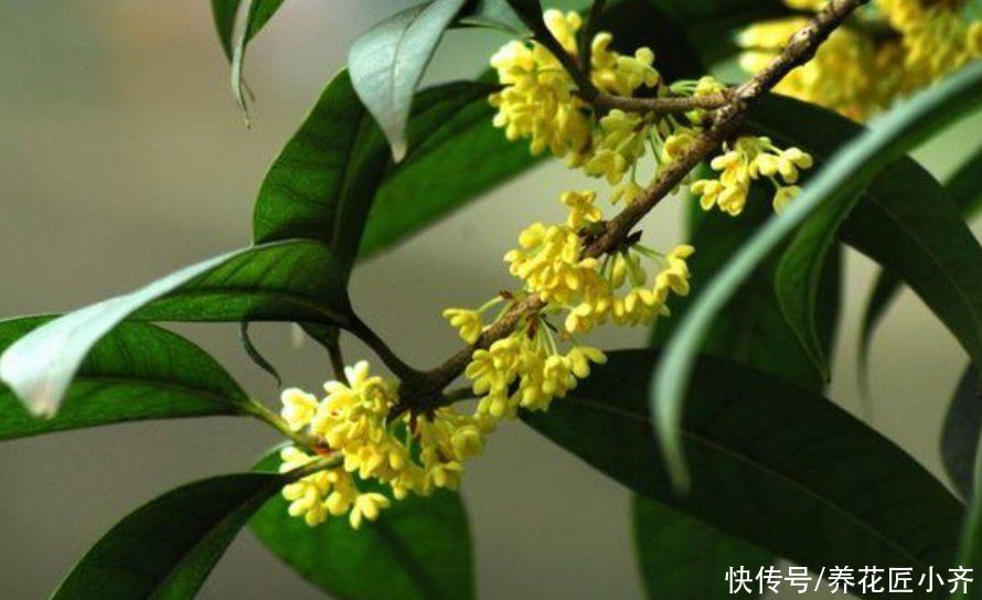 三足一通|进入5月养桂花，做好“三足一通”，枝条长势旺，叶子大又绿