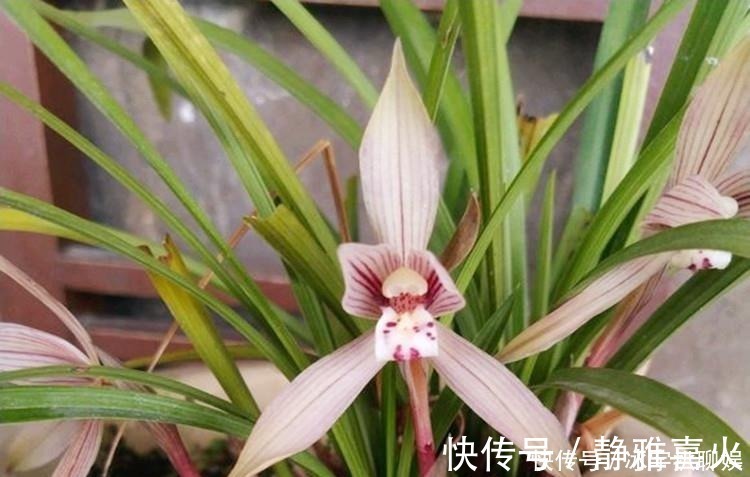 小玩意|兰花爱喝这种“催花水”,什么淘米水、过期药都不如它,简单实用