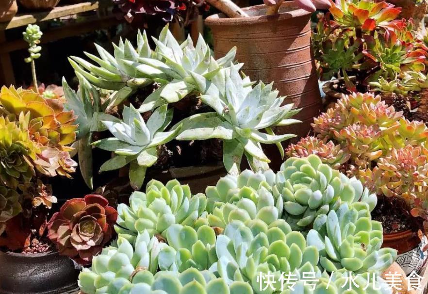 早剪|赞!天热盆栽多肉,满足此3点,安全度夏,谁见了都喜欢