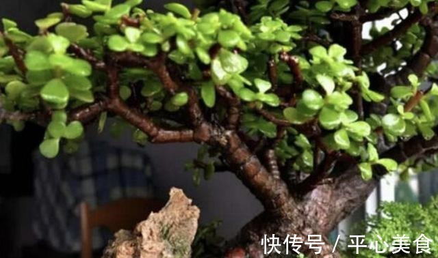 植株|胡大妈养“金枝玉叶”，每次都用“3个方法”，个个都开花，美