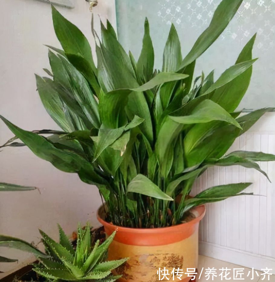 7种耐旱花,适合“懒人”养,忘记浇水也不怕,越长越旺还开花