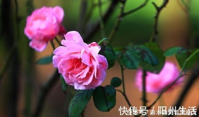 耐阴花|适合冬天养的8种耐阴花,没有直射光,也能有花赏!