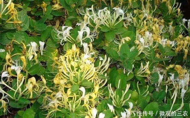 养几株对身体好的花草，除了欣赏，还能食疗，堪称阳台小药箱