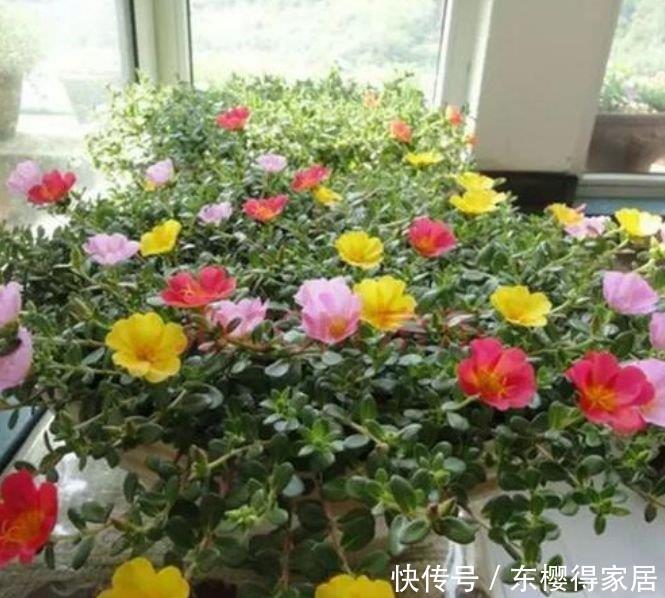 阳台养上“3种花”，365天开花不断，花团锦簇，比牡丹还美