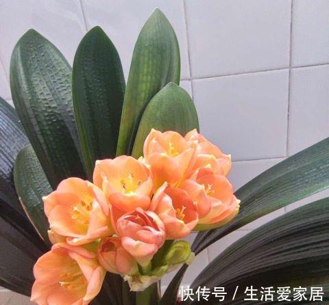夏季|秋季养君子兰,做好两个关键点,叶片整齐,宽大油亮,开出大花团