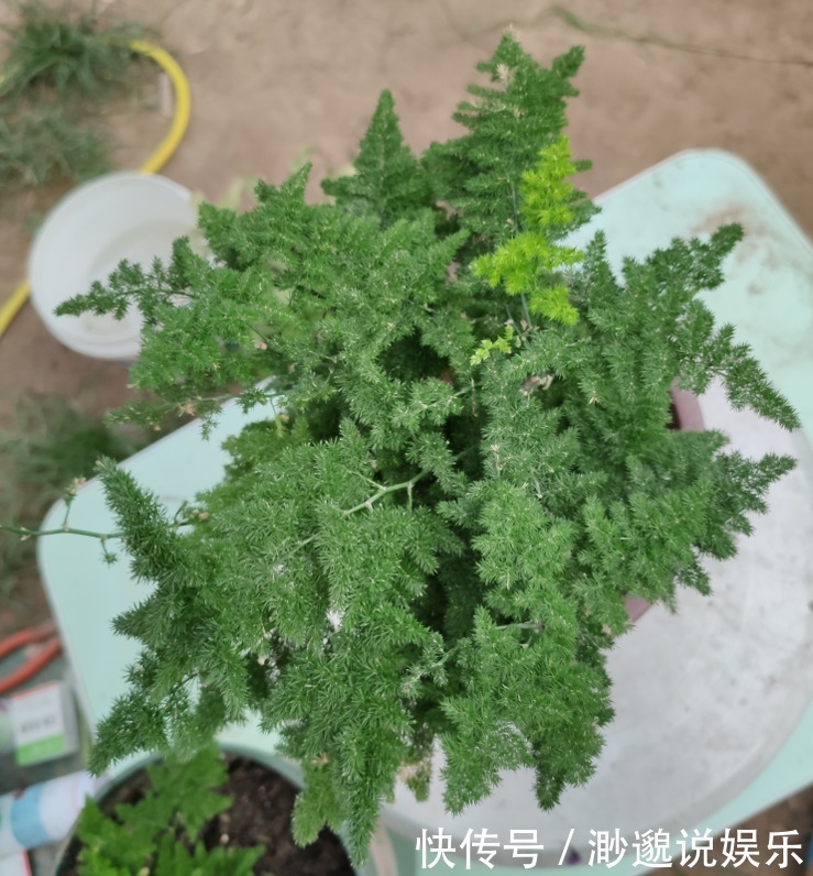 盆景|买云竹擦亮眼,买对品种,养护简单,蹭蹭长叶片,美美盆景养出来