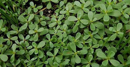 女人想年轻永驻，建议吃的食物，清热祛湿，散血消肿，利尿通淋