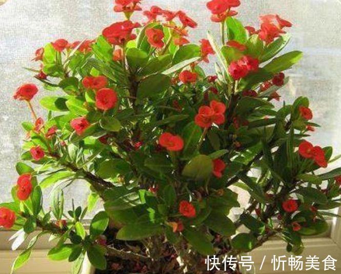 杜鹃花|养花就养此几款,全年开花不停,耐旱耐冷超好养